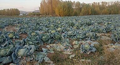 Van Erciş’te Yerli Lahana Üretimine Destek Talebi
