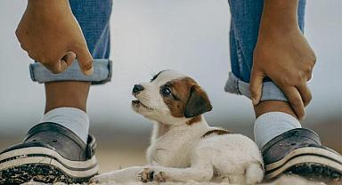 Van Haber - Doğu Anadolu'nun Zenginlikleri ve Gelişmeleri