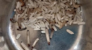 Vanlı kadınlar, evdeki gıdalara dikkat! Bakın içinden ne çıktı?