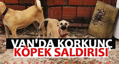 Van'da korkunç köpek saldırısı