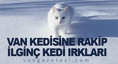 Van Kedisine Rakip İlginç Kedi Irkları