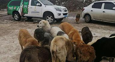 Van’da jandarma hayvanları unutmadı