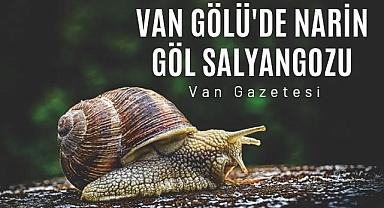 Van Gölü'de Narin Göl Salyangozu