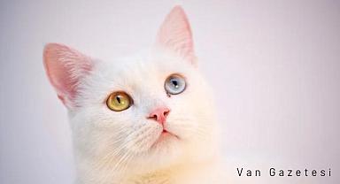 Van Kedisi, Efsanevi Kedigillerden Bir Miras