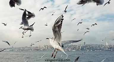 Van'ı Gez ve Van'ı Yaşa