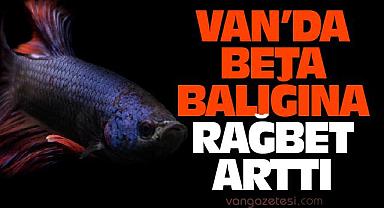 Van’da Beta Balığına Rağbet Arttı