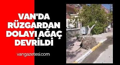 Van'da rüzgardan dolayı ağaç devrildi