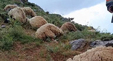 Van'da Koyun Sürüsüne Yıldırım Düştü