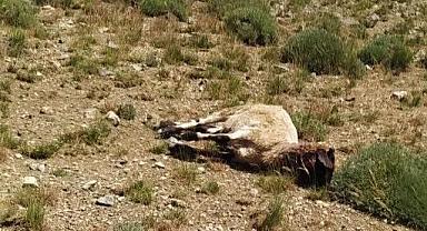 Kurtların Kanlı Saldırısı: 120 Koyun Telef Oldu