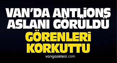 Van'da Antlions Aslanı Görüldü