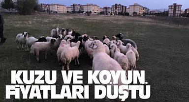 Van’da Kuzu ve Koyun Fiyatları Düştü