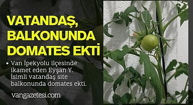 Van'da Vatandaş Balkonunda Domates Ekti