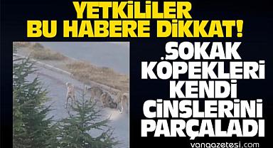 Van Kevenli TOKİ’de öğrenciler, tedirgin