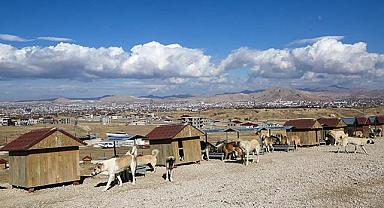  Vanda Sahipsiz Hayvanlar İçin Yeni Doğal Yaşam Alanı