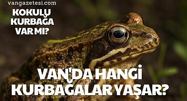 Van Haber - Van'da Hangi Kurbağa Türleri Yaşar?