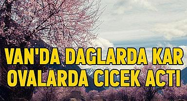 Van'da Dağlarda Kar, Ovalarda Çiçek Açtı
