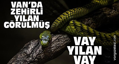 Van'da Zehirli Yılan Kayda Geçti