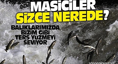 Van Gölü'nde Balık Göçü Büyüledi - Van Haber