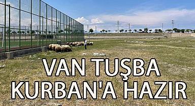 Van Haber - Tuşba Kurban'a Hazır