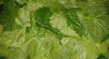 Van’lı Kadınlar, Dolma Sardılar - Van Haber