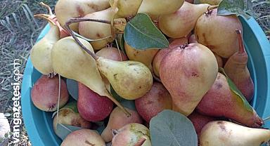 Van Haber - Van'da Doğal Armut Hasadı Başladı