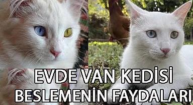 Evde Van Kedisi Beslemenin Enerjik Etkileri