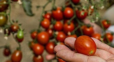 Van’da Ata Tohumlarından İlk Hasat