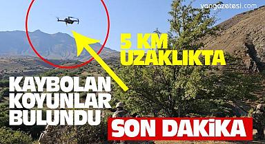 Van Erciş'te kaybolan koyunlar bulundu