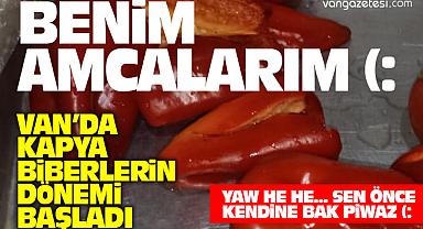 Van'da Kapya biberlerin dönemi başladı – Van Haber