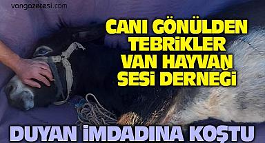 Van'da yaralı eşeği hayvanseverler kurtardı | Van Haber