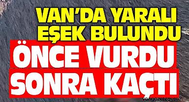 Van’da yaralı eşek bulundu – Van Haber