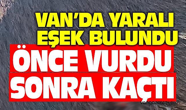Van’da yaralı eşek bulundu – Van Haber