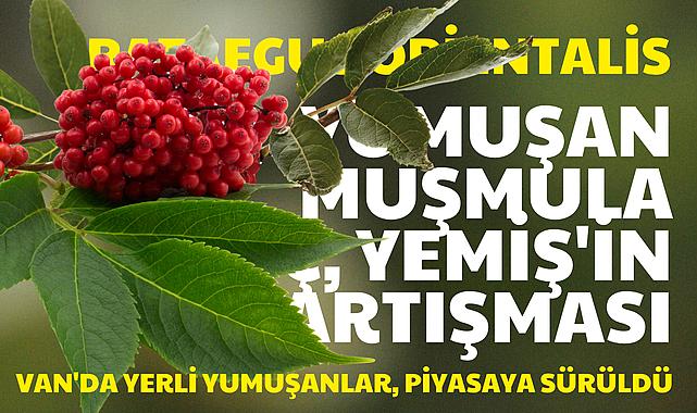 Van'da yerli yumuşanlar, piyasaya sürüldü - Van Haber