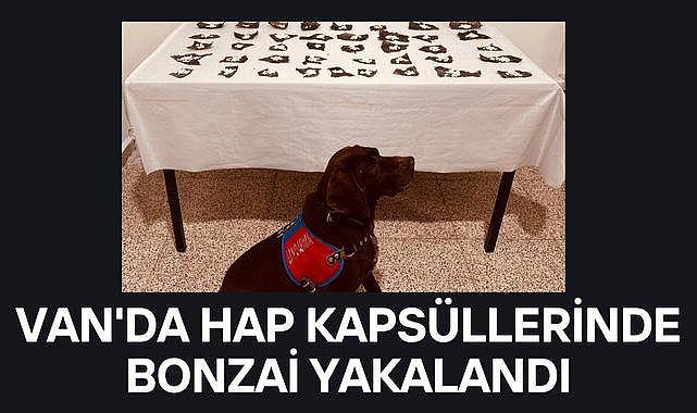Van'da Hap Kapsüllerinde Bonzai Yakalandı