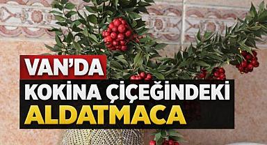 Kokina Çiçeğinde Aldatmaca
