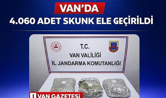 Van'da 4.060 Adet Skunk Ele Geçirildi