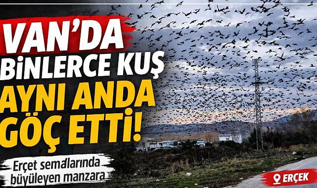 Van'da Binlerce Kuş Aynı Anda Göç Etti