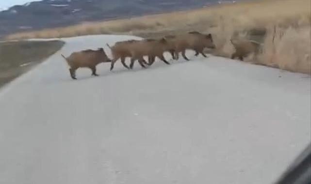 Van Erçek'te Yolun Ortasında Domuz Sürüsü