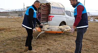 Van'da 44 Kuduz Şüpheli Vakaya Hızlı Müdahale
