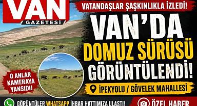 Van İpekyolu’nda Domuz Sürüsü Görüntülendi