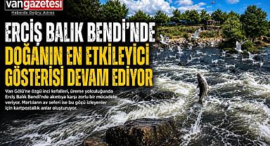 Martılarla İnci Kefalinin Nefes Kesen Mücadelesi