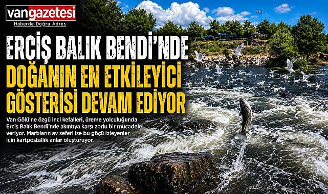 Martılarla İnci Kefalinin Nefes Kesen Mücadelesi