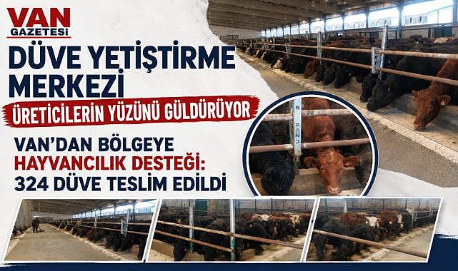 Van'da 400 Düve Yeni Sahiplerini Bekliyor