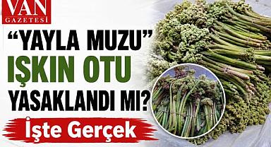 Yayla Muzu” Işkın Otu Yasaklandı mı? İşte Gerçek