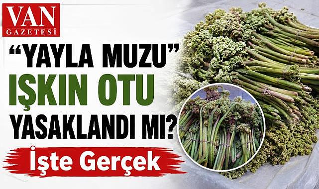 Yayla Muzu” Işkın Otu Yasaklandı mı? İşte Gerçek