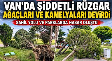 Van’da Şiddetli Rüzgar Ağaçları ve Kamelyaları Devirdi