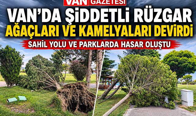 Van’da Şiddetli Rüzgar Ağaçları ve Kamelyaları Devirdi