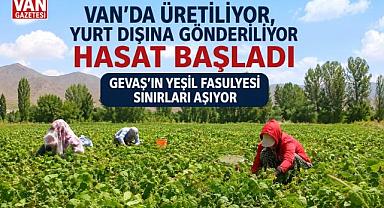 Van’ın Gevaş İlçesinde Fasulye Bereketi: Günlük 10 Ton