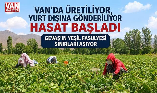Van'ın Gevaş İlçesinde Fasulye Bereketi: Günlük 10 Ton