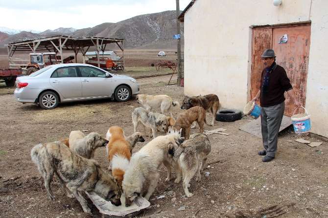 12 Yıldır Sokak Köpeklerine Bakıyor